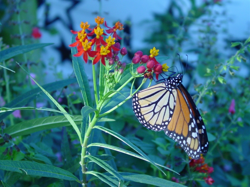 Moonarch butterfly on milkweed